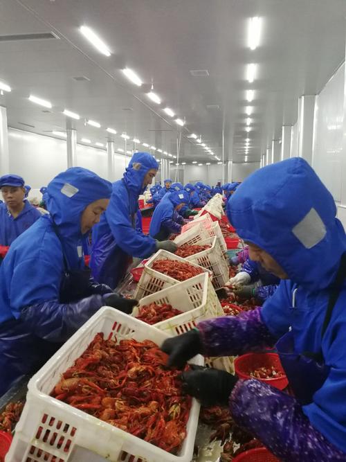小龙虾,大产业——蓬勃发展的稻虾种植模式