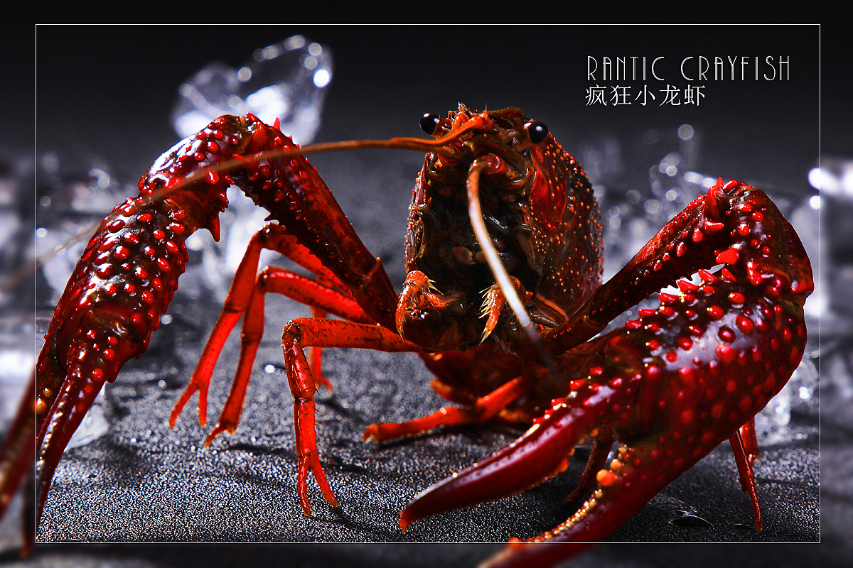 疯狂小龙虾|摄影|产品摄影|哈尔滨尚品菜牌